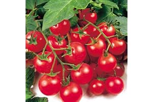 SUTTONS SEEDS Suttons Tomato Seeds - Gardener's Delight, Tomato Seeds, Lycopersicon esculentum, 50 Seeds per Pack, Grow Your own, Ideal for beds and Borders, containers, Greenhouse.