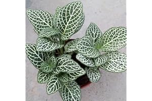 Benoon Graines De Fittonia, 100 Pièces/Sac Graines De Fittonia Viable Taux De Germination élevé Décor à La Maison Intérieur Semis Plantation Semis Pour Jardin 1