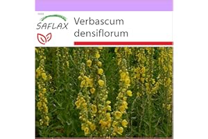 SAFLAX - Large Flowered Mullein - 500 seeds - Verbascum densiflorum