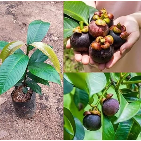 Nursery Live Rare Mangosteen (Purple Mangosteen/Garcinia