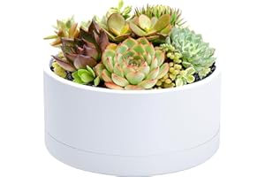 D'vine Dev 8 Inch Plastic Shallow Planter, Large Round Succulent Plant Pot with Drainage Hole and Sauce, Decorative Bonsai Pot for Indoor Plants, White, 76-A-S-1