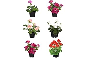 DECOALIVE Pack de 6 Geranios Naturales Flores de Exterior Perfectas para Jardines y Terrazas