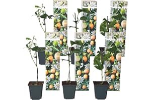 Plant in a Box - Set de 6 Passiflora Edulis - Fruta de la pasión - Trepadora - Maceta 9cm - Altura 25-40cm