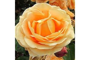 GORGEOUS GARDEN ROSES Dolce Vita - 5.5lt Potted Floribunda Garden Rose Bush - Superb Performer, producing Great Masses of Fragrant Large Swirling Pastel Orange Blooms in Quickly Repeating flushes