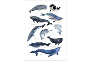 Pandawal Kinderzimmer Bilder für Junge und Mädchen Wale Poster Wal Bild Maritim Deko Lernposter für Kinder 50 x 70 cm Wandbild
