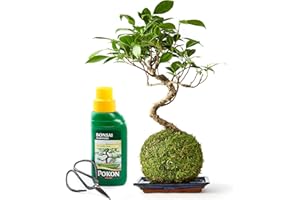 Tranquil Plants | Ficus Ginseng Kokedama House Plant (Green Moss Ball) for Bedroom Office Decor House Plants Gardening Gift | Home Decor Bonsai Tree Indoor Plant |10 Years Plant Tray Scissor Feed