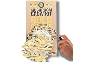 Smart Mushrooms Growing kit Gold Oyster XL - Harvest in 14 days - Growth Guaranteed - Ideal Mushroom Gifts Foodie/Gardening Fun, Easy & Delicious | Grow Your Own Oyster Mushrooms