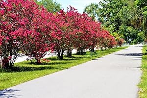 GROW YOUR SECRET GARDEN Dynamite Red Crape Myrtle Seeds - The Longest Blooming Tree/Intensive Red