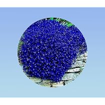 Graines Aubrieta 100 Pièces - Fleurs Vivaces Pourpre, Couvre-Sol, Jardin, Balcon - Plante Cascade
