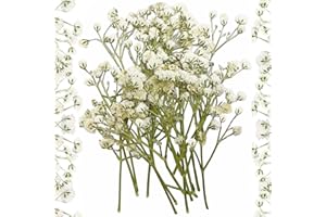 APICORT 10 Stück Getrocknete Blumen Trockenblumen Klein Baby’s Breath Blumen Echte Natur, Weiß und Zart, für DIY Kerze Harz Schmuck Nagel Kunst Basteln