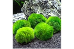 GENERICO Marimo (2 – 3 cm) – Bola de alga Cladophora Aegagropila Musgo con Certificación, Decoración Natural para Acuarios, Terrarios y Recuerdos – Envío sellado 100% humedad (5 piezas)