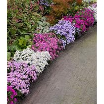 6x Seestern-Blume Sedum Pulchellum 9cm Topf  Winterharte Polsterstaude Fr  Steingarten