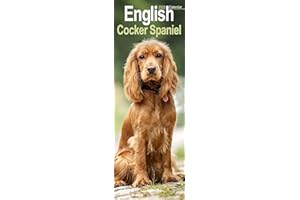 English Cocker Spaniel Slim 2026 Calendar | Slimline Wall Calendar | Dog Breed Gift | Plastic Free Packaging | by Avonside Publishing