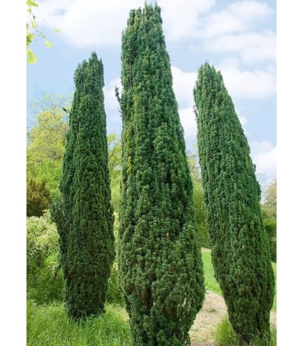 Taxus baccata 'Schwarzgrn' 2530 cm  Winterhart, Immergrn, Pflegeleicht   Eibe  Heckenpflanze fr Garten & Sichtschutz : Amazon.de: Garten