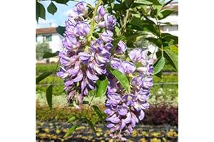 AZIENDA AGRICOLA TEMPESTI STEFANIA Glicine a Fiore Viola, 2 piante con altezza 100/120 cm, vaso 16