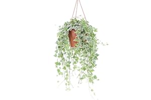 KENTIS - Edera Vera Variegata - Piante Rampicanti Vere da Esterno - Hedera Helix - Vaso Ø 19 cm