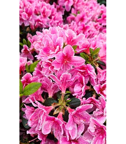 rhododendron 50-60 cm Rhododendron Red Jack | 50-60 cm im Topf main image 0