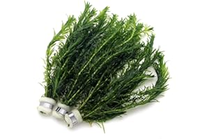 K2AQUA 3 Bunches 30 Stems Elodea Densa Live Aquarium Plants Oxygenating Weed Live Pond Plant Water Tank Aquatic Plants Egeria