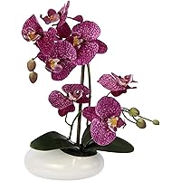Orchidee in Schale