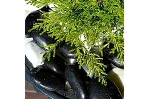 VELLES Schwarze Deko Steine Kieselsteine Dekosteine Schwarz Kies Aquarium Steine zum Basteln Zierkies Gartensteine Große Gartendeko Steine Garten Deko Stein Groß (Schwarze)