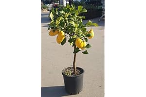 ILPETALOROSA PIANTA DI LIMONE LUNARIO 4 STAGIONI, ALBERO AGRUMI LIMONI DA TERRAZZO H.80/100 CM