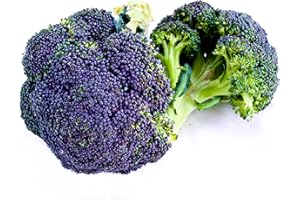 ACQUA TOWER GROWING SYSTEMS Broccoli Plants, Purple Sprouting Broccoli, 12 x Full Plant Pack, Winter Vegetable Plants, Garden Veg, Garden Ready and Ready to Plant, Premium Quality Vegetables