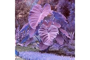 YGHESFDE Bulbos de oreja de elefante, hojas enormes, perennes, fáciles de cultivar.-3Bulbos-A