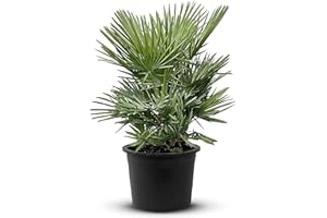 Tropictrees Chamaerops Humilis | palmier nain Resistant au froid | Hauteur 100cm Petite taille | protection de balcon |