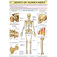 HP25S | TeachingNest | Joints of Human Body Chart 70x100 cm | English | Human Physiology Chart | Synthetic | Wall Sticking [Wall Chart] teachingnest and Human Physiology Charts
