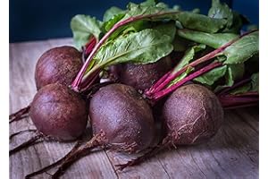 MES GRAINES POTAGÈRES Lot de 250 Graines de Betterave Potagere Rouge de Détroit 2 - Plante Potagère Bisannuelle - Variété Précoce - Rondes au Goût Sucré, Idéal en salades crue ou cuite