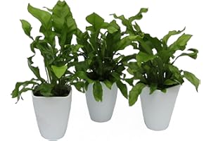 Dominik Blumen und Pflanzen, Zimmerpflanzen Nestfarn "Asplenium nidus", 3 Pflanzen, circa 15 cm hoch, 13 cm Topf und Dekotopf, weiß / grün