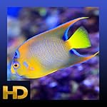 Peaceful Aquarium HD