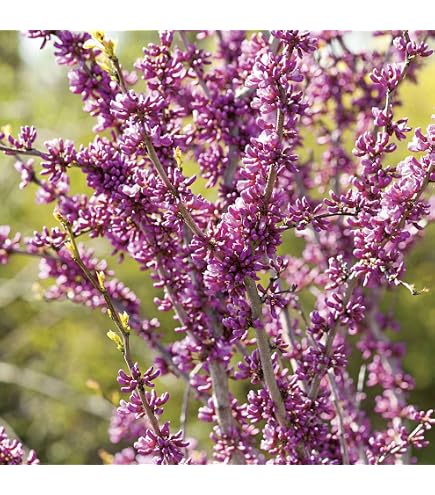 bambus dngen mit blaukorn Bambus Dnger Flora Boost fr gesunde und prchtige Bambuspflanzen