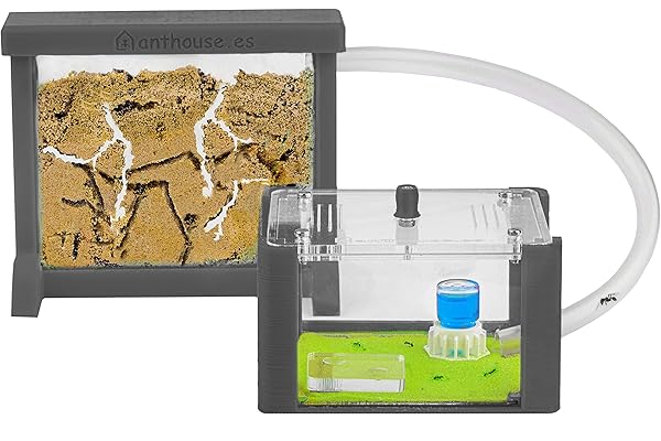 AntHouse - Fourmilière Naturelle en Sable | Kit Basic 3D (Sandwich + Caisse de Fourrage) Gris | Fourmis Incluses