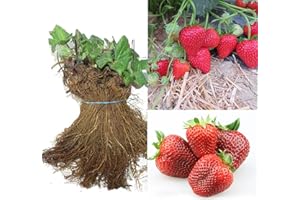 SAVINI VIVAI L'ARTE DI FARE NATURA SAVINI VIVAI Piante di Fragole Unifere Medio-Precoci Elodì a Radice Nuda Mazzi da 20 Frigoconservate