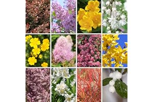 YouGarden Winter Shrubs Collection, 12 Bare Root Bushes, UK Garden Plants, Year Round Interest, Perfect for Outdoor Plant Pots, Bedding or Borders