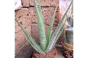 KUNERT-KERAMIK Real Aloe Vera, Medical, 12 cm Pot, Very Large Plants with approx. 40 cm Height, 40cm
