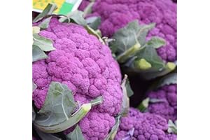 SEMISAUVAGE PERMACULTURE 100 Graines de Chou-Fleur Violet - jardins potager légumes rare - semences paysannes
