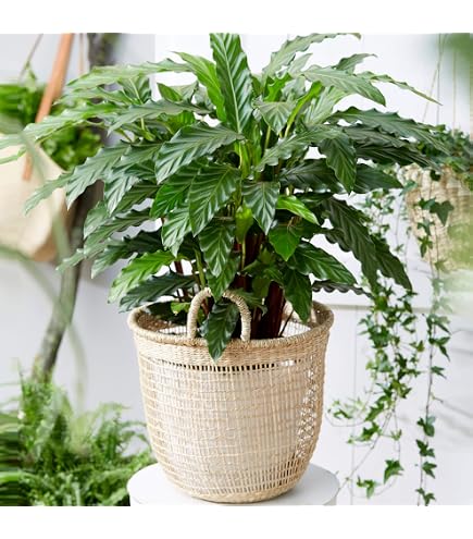 monstera tauerii Buy Monstera deliciosa 'Tauerii' (Dwarf Cheese Plant)