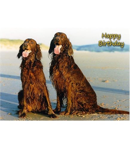 Artery8 Grußkarte Für Hundeliebhaber – Red Setter Design, Blanko, 17,5 X 12,5 Cm, Für Geburtstag, Dank Oder Glückwünsche
