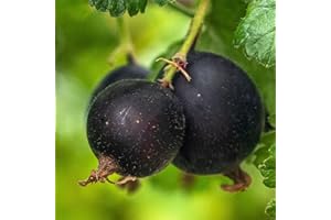 BAUMSCHULE WEDROWSKI W Groseille à Maquereau Josta 1L- Plante de Jardin, Arbres fruitiers - la Décoration Parfaite pour Votre Propriété - Pour les Débutants et les Jardiniers Professionnels