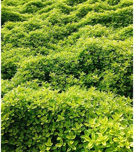photinia x fraseri fenna Photinia fraseri Little Fenna - Photinia fraseri Little Fenna