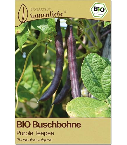 Samenliebe BIO Kmmel Samen - Echter Winterharter Kmmel Samenfestes BIO  Saatgut 300 Samen Kmmel Saatgut
