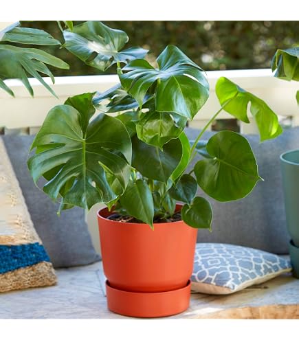 Tolle Monstera obliqua 'Affenblatt' Luftreiniger Innen Hauspflanze 20-30cm  Grn : Amazon.de: Garten