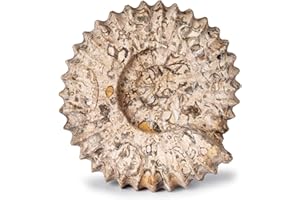 British Fossils Carved Fossilstone Ammonite – 6" Hand-Carved Marble Ornament and Bookend - Gift Boxed
