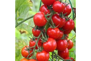 PREMIER SEEDS DIRECT - Tomato Cherry - Sweet Aperitif - 20 Finest Seeds