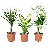 Set di 3 piante da appartamento vere, Chamaedorea, Dieffenbachie, Dracaena – Pianta da appartamento, diametro 10 – 12 cm
