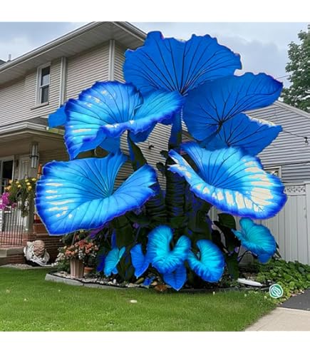 Elefantenohr Zwiebeln Winterhart - Mehrjährige Zierpflanzen Für Garten