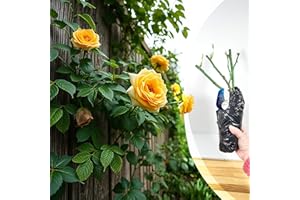 BLUE MAGIC DESIGN Bare Root Yellow Climbing Rose 'Goldfassade' – Hardy Rose for Vibrant Vertical Displays, Garden Borders & Pathway Accents