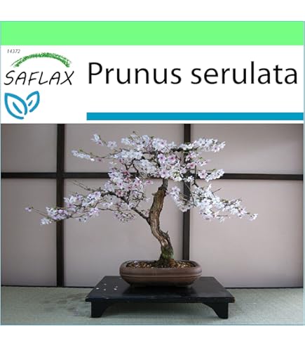 SAFLAX